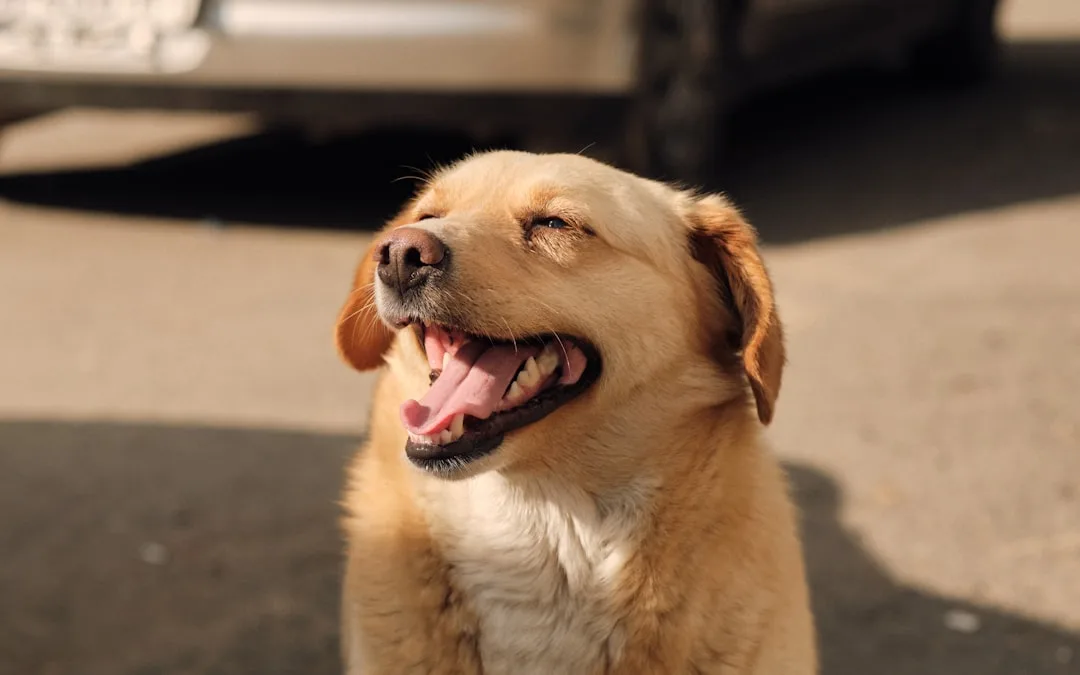 Wie du deine perfekte Hundebetreuungs-Community findest – Ein Praxisbericht