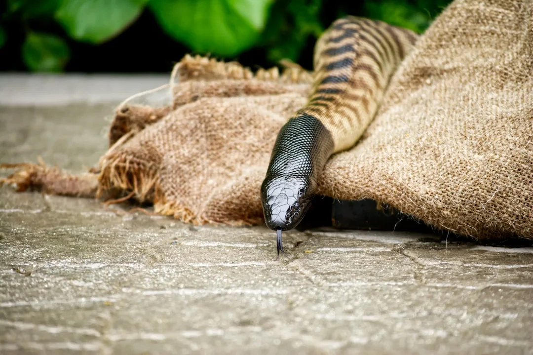 carpet cleaning tools