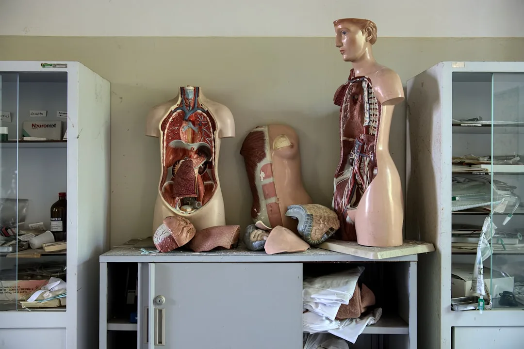 Die besten kostenlosen Ressourcen für Anatomie und Physiologie – Dein Einstieg ohne Geld ausgeben zu müssen