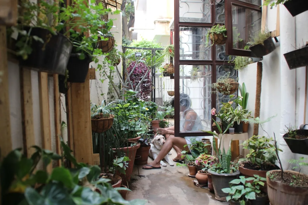 plant care indoor