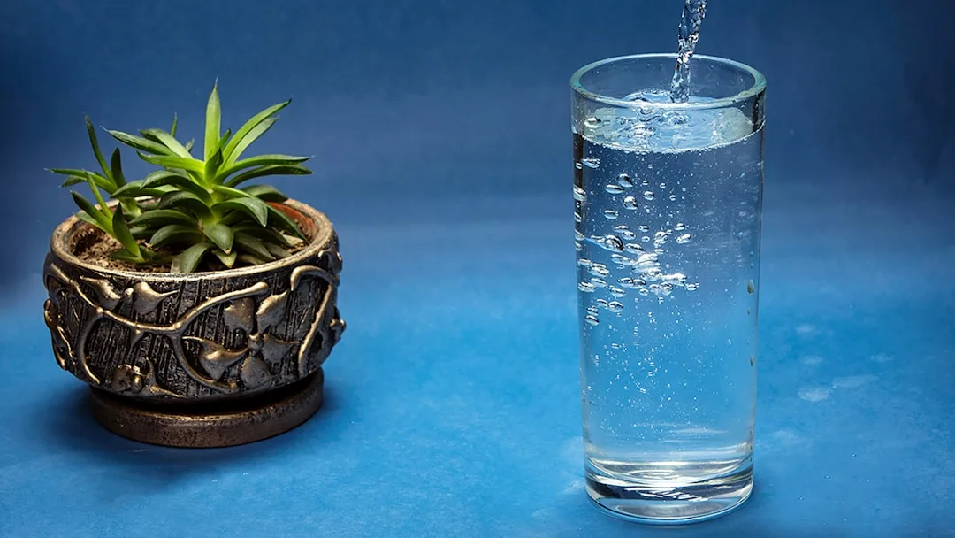 watering plants correctly